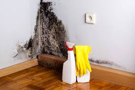 Reliable Dacono, CO Mold Removal Services Solutions